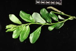 Salix myricoides. Branchlet with range of leaf sizes from proximal to distal.
 Image: D. Glenny © Landcare Research 2020 CC BY 4.0